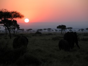 昇る太陽をバックに草を食むのはアフリカゾウ（african elephant）の（たぶん）親子。陸上最大の動物で、体高は3～4m、体重は5～6トンまでになる。主に朝夕に採食し、日中は木陰で休んでいたりする。
