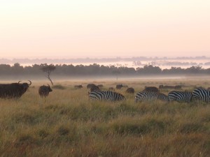 草食動物たちは、いろいろな種類が集団をつくっていることが多かった。朝靄立ち込める草原で、シマウマ（zebra）、アフリカンバッファロー（african buffalo）ご一行様の朝食。とくにシマウマはサバンナでよく見かける。
