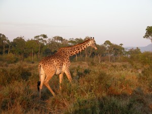 キリンも多く見かけた。写真はギザギザした模様からマサイキリン（masai giraffe）と思われる。よりキレイな模様はアミメキリン（reticulated giraffe）。いずれも動物いち背が高いことはご存知のとおり。