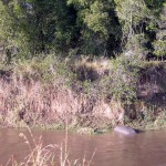 マサイ・マラにはマラ川という川が南北に流れており、豊かな土壌をつくっている。各所に「ヒッポ・プール」と呼ばれるカバの生息地があり、日中、カバ（hippopotamus）のグループがプカプカ浮いている。