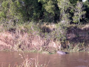 マサイ・マラにはマラ川という川が南北に流れており、豊かな土壌をつくっている。各所に「ヒッポ・プール」と呼ばれるカバの生息地があり、日中、カバ（hippopotamus）のグループがプカプカ浮いている。