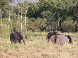 ゾウは10～20頭の雌と子供で群をつくる。雄は単独か独身集団として行動し、発情時期に群と合流するという。巨体を維持するために毎日250kgもの食料を採る大食漢だ。