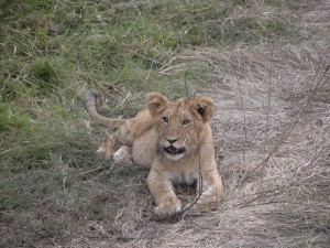 背の高い草木が生えた場所に近寄ると、ライオンの家族がのんびりと過ごしていた。子ライオンは、ネコ科の動物らしくネコのようなライオンのような姿をしている。かわいい。