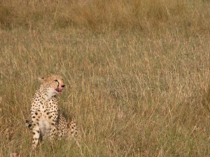 狩りはライオンより上手といわれる同じネコ科のチーター（cheetah）。食事中で、顔をあげたら口のまわりに血がついていた。野生でもひとを襲うことはないらしい。朝夕に活発に動きまわる昼行性。