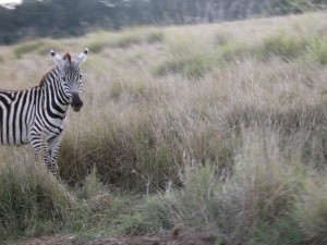 サバンナの各所で見られるサバンナシマウマ（burchell's zebra）。ヌー（wildebeest）とともに季節ごとの大移動を行うことで知られる。1頭の雄を中心に数頭の雌で構成されるハーレムの群を形成するとか。