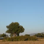 大草原が広がるマサイ・マラだが、その合間には木々も生えている。