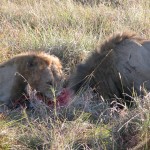 ライオンの食事風景。狩りの瞬間を目撃することはできなかったが、2頭のライオンがシマウマを食しているところに遭遇した。