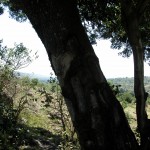 オプションツアーでマサイ族の村を訪れた。これは村の裏に生える1本の木で、樹皮は薬として用いられるという。