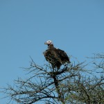陸上動物のみならず、鳥類も多く見かける。ハゲワシ（vulture）は、遠くを見つめ、獲物を探しているようだ。