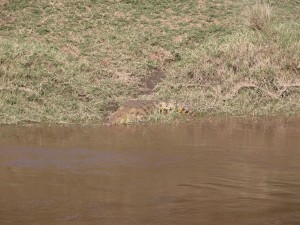 あまりに見事な保護色ゆえ、見つけることが難しい川辺のワニ（crocodile）。たぶん東アフリカの沼や川に生息するナイルワニだろう。人害も多いとか。