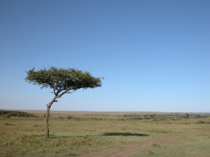 そもそもサファリ（safari）とは、スワヒリ語で“旅”を意味する言葉とか。我々観光客にとってはサバンナで自然見物をするのがサファリだが、現地のひとにとっては近所に出向くのもサファリとなる。