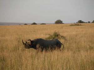 密猟によって絶滅危惧種に指定されるまで激減したクロサイ（black rhinoceros）を発見。体高1.6m、長さ3～4m、体重800～1400kg。群はつくらず単独で行動する。朝日を浴びながらノソノソと歩いていた。