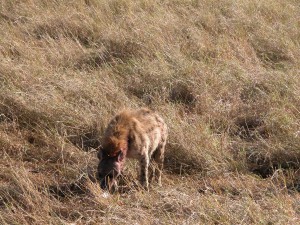 顔を血で真っ赤に染めたハイエナ（hyaena）。死肉をあさる“略奪者”というイメージが強いが、なかには自ら獲物を捕獲するものもいるという。
