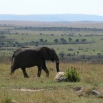 マサイ・マラは「国立保護区」（national reserve）で、「国立公園」（national park）ではない。これは、管理する主体が国ではなく、州が独立して管轄しているから。ケニアには59ヶ所の公園、保護区があるという。