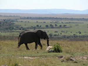 マサイ・マラは「国立保護区」（national reserve）で、「国立公園」（national park）ではない。これは、管理する主体が国ではなく、州が独立して管轄しているから。ケニアには59ヶ所の公園、保護区があるという。