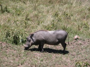 こちらはイボイノシシ（warthog）。体高70cm、体重は平均5、60kg、昼間行動する。イボを持つユーモラスなフェイス。ちょこまか動くさまにも愛嬌がある。
