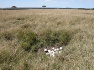 キチュワ・テンボ・エアストリップへ向かう途中、ダチョウの卵を見つけた。直径10cm以上にもなる巨大エッグ。